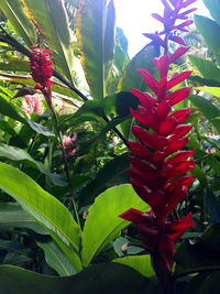 Close-up of red flowers