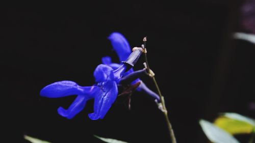 Close-up of blue flower against black background