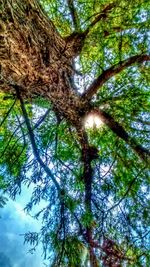 Low angle view of tree in forest