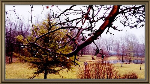 Bare trees on field