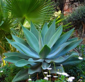 Close-up of plants