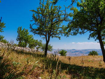 Trees on field against blue sky