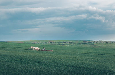 Cows grazing on field against sky