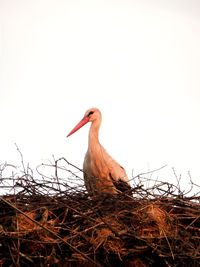 Bird perching on nest against sky