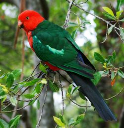 Close-up of parrot perching on branch