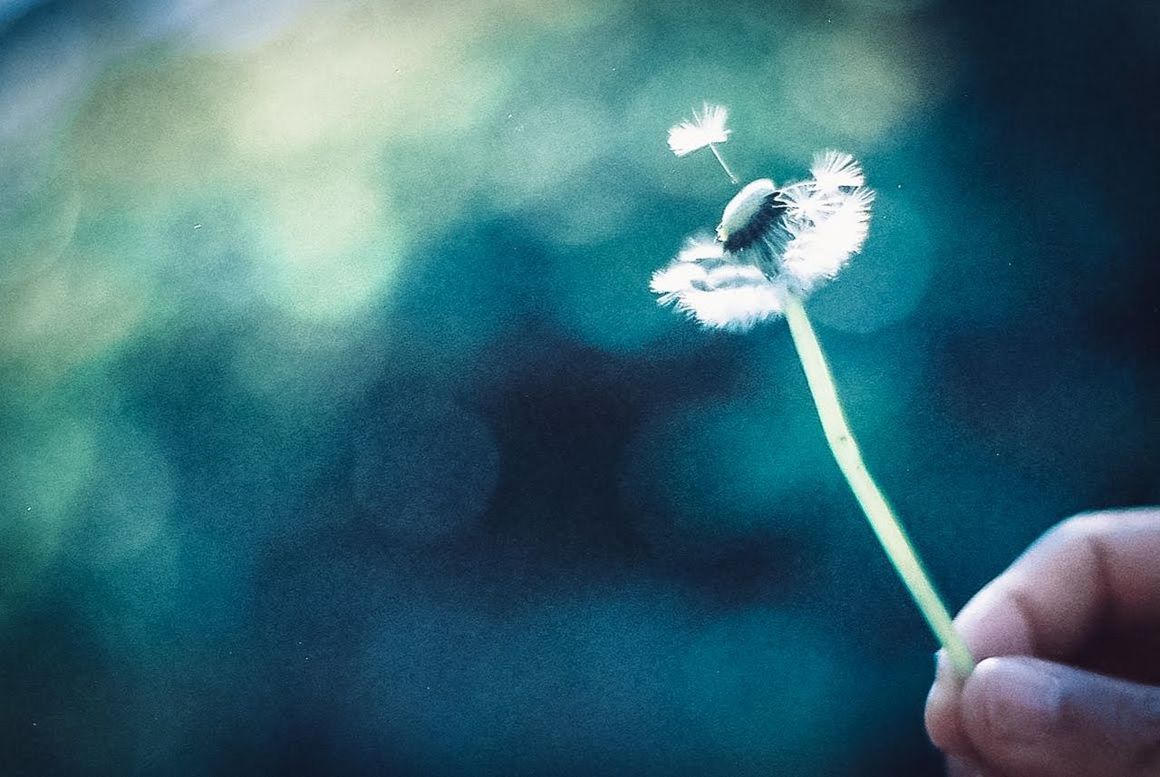 CLOSE-UP OF HAND HOLDING DANDELION AGAINST BLURRED BACKGROUND