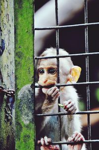 Portrait of tiger in cage at zoo