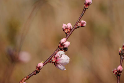 Close-up of pink flower buds on branch