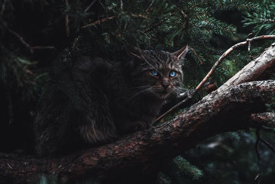 Portrait of cat on tree