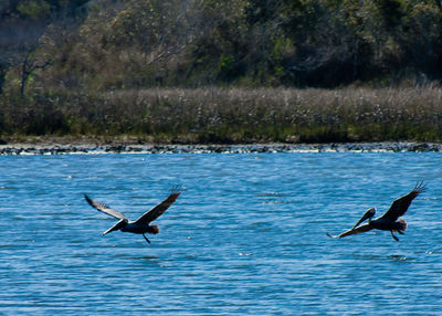 Bird flying over water