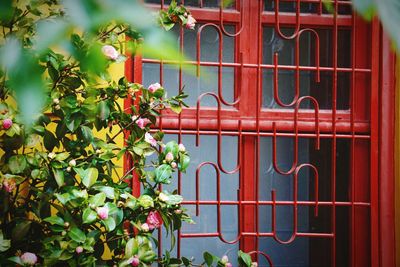 Close-up of ivy plants