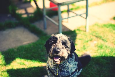 Portrait of a dog