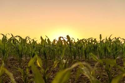 Crops growing on field against clear sky during sunset