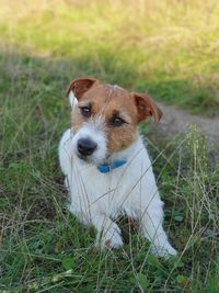 Portrait of dog on field