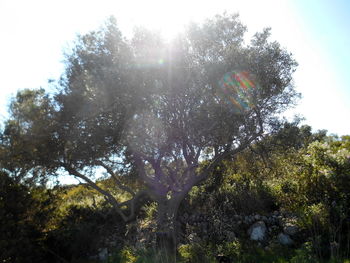 Low angle view of trees against sky on sunny day