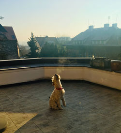 Portrait of dog sitting on street