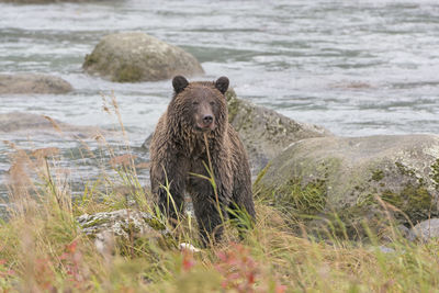 Grizzly bear looking at his prey on the chilkoot river near haines, alaska