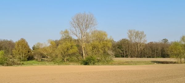 Trees on field against clear sky