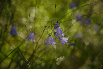 Close-up of purple bellflowers blooming at park