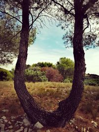 Trees on field against sky