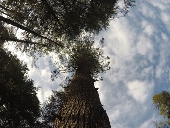 Low angle view of trees against sky