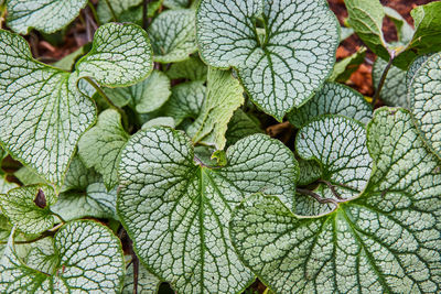 Full frame shot of plant