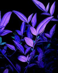 Close-up of leaves