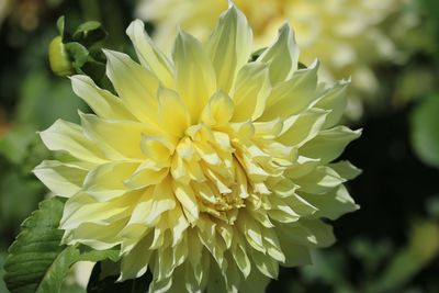 Close-up of yellow flower