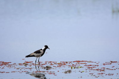 Bird in water