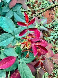 High angle view of red flowering plant