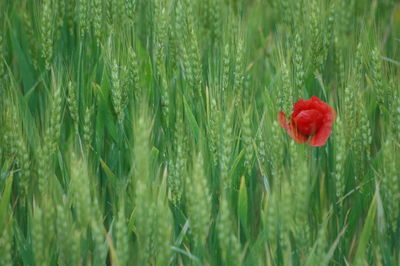 Close-up of red poppy in field