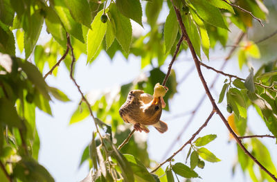 Low angle view of bird on branch