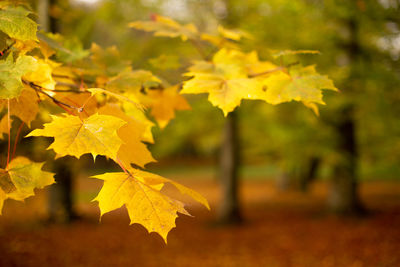 Close-up of yellow maple leaves