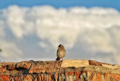 Small bird perching on a wall contrasted with large storm clouds in background 