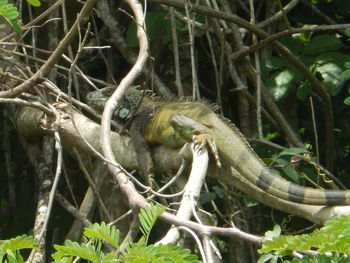 Close-up of lizard on branch