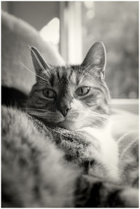 Close-up portrait of cat