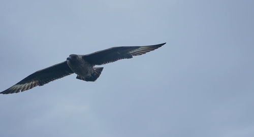 Low angle view of eagle flying in sky