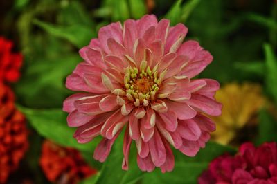 Close-up of pink flower