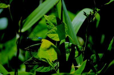 Close-up of green leaves on plant