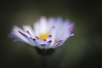 Close-up of crocus blooming outdoors