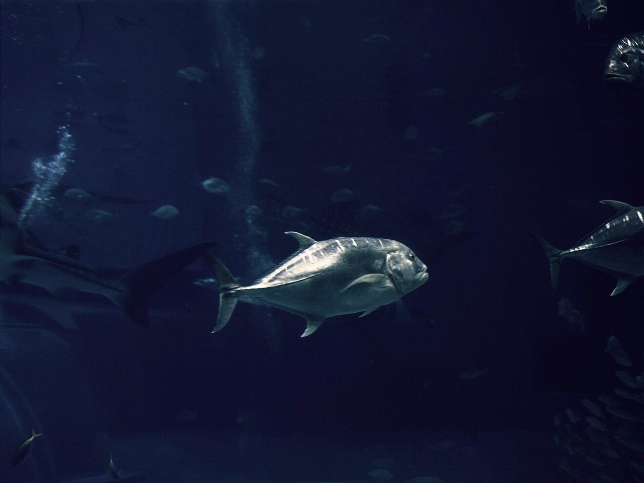 CLOSE-UP OF FISHES SWIMMING IN SEA