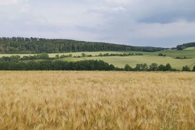 Scenic view of agricultural field against sky