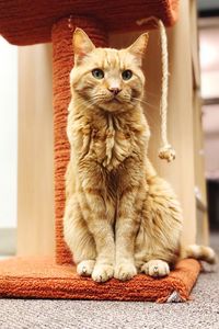 Portrait of ginger cat sitting at home