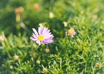 Close-up of pink flowering plants on field