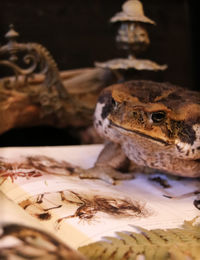 Close-up of a lizard