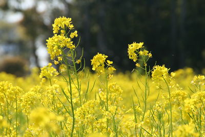 Close-up of flowers growing in field