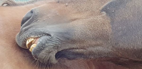 Close-up of animal sleeping in sea