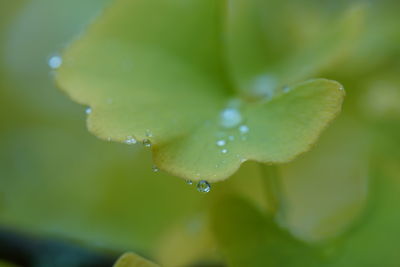 Close-up of water drops on leaves