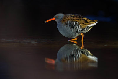 Bird perching on a lake