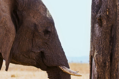 Close-up of elephant by tree trunk